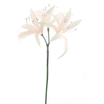 hoya-lily-spray-cream-79cm