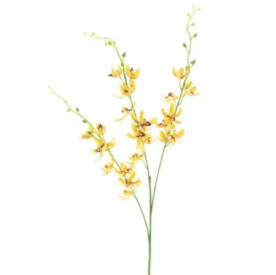 chinese-cymbidium-orchid-yellow