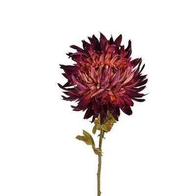 chrysant-dark-purple