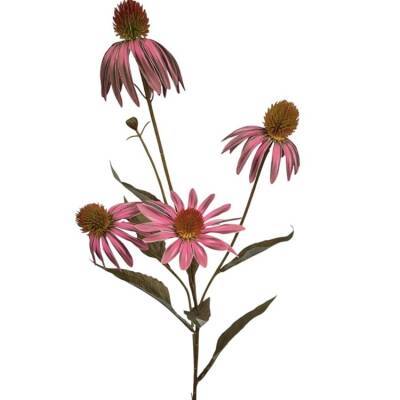 echinacea-purple