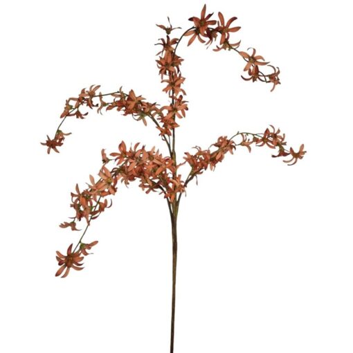 hamamelis-coral