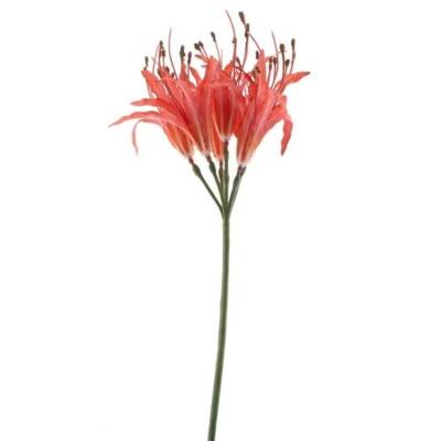 nerine-spray-fuchsia-91cm