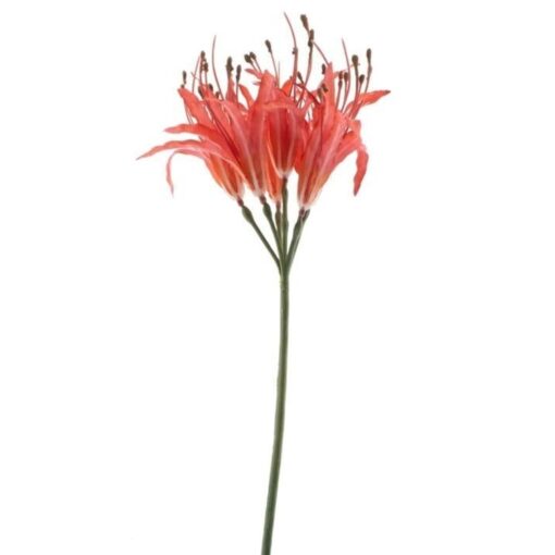 nerine-spray-fuchsia-91cm