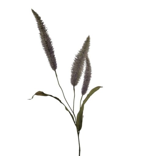 pennisetum-lila