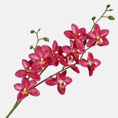 thaise-orchidee-felroze