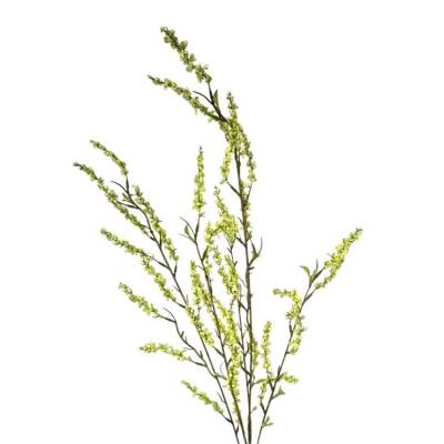 bruidsbloem licht groen