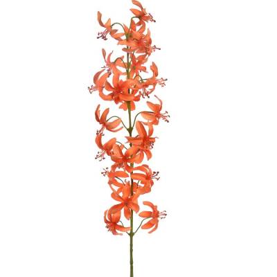 Martagon lelie oranje