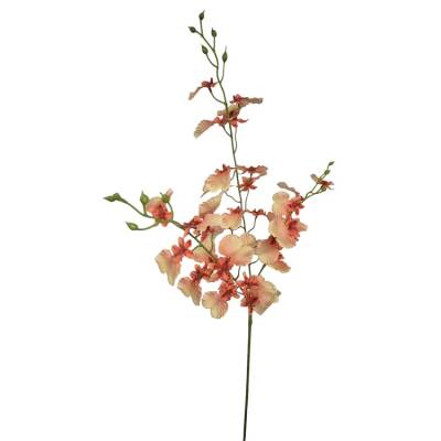 Oncidium orchidee hot pink