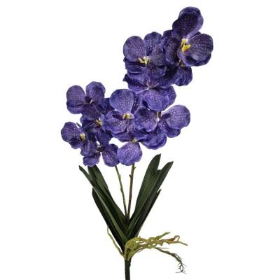 Orchidee vanda paars