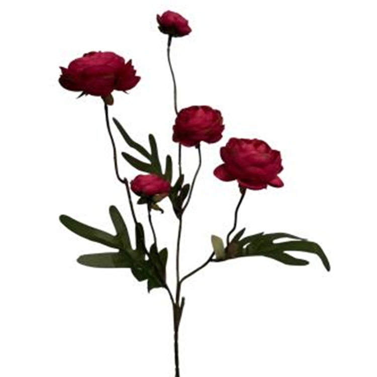 ranonkel-fuchsia