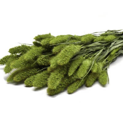 Groene droogbloemen