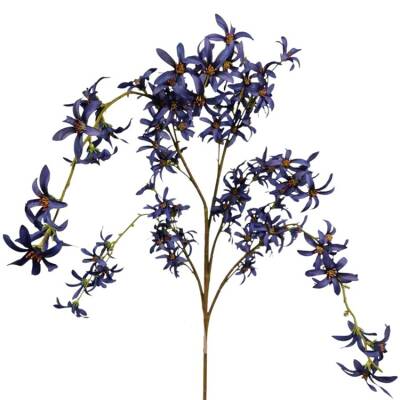 hamamelis